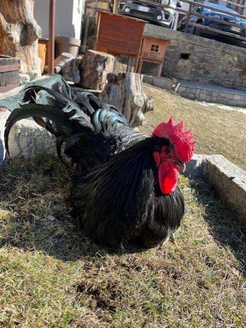 Hotel La Grange - Animal Chic Hotel Courmayeur Exterior photo